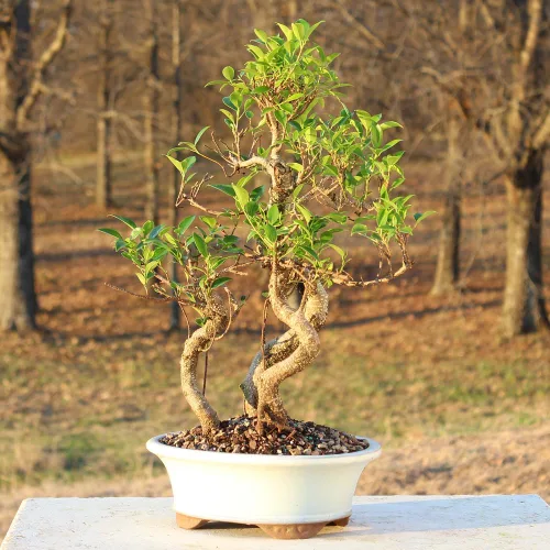 Miniatura 7 de Brussel's Bonsai - Árbol bonsái para interiores, M