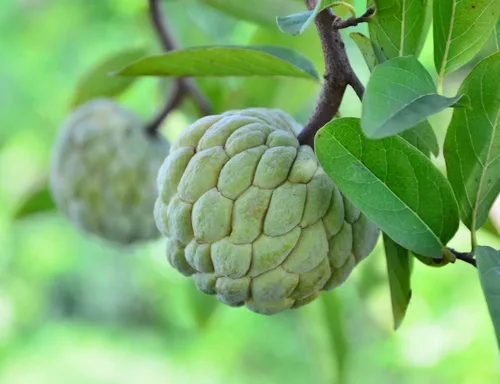 Miniatura 10 de Semillas de frutas para plantar - Semillas de frutas de jardín (caqui americano - 10 semillas)