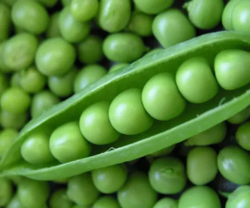 120 semillas de guisantes Lincoln para plantar reliquia sin OMG, 1 onza de semillas, también conocido como Homesteader Pea Garden Vegetable Bulk