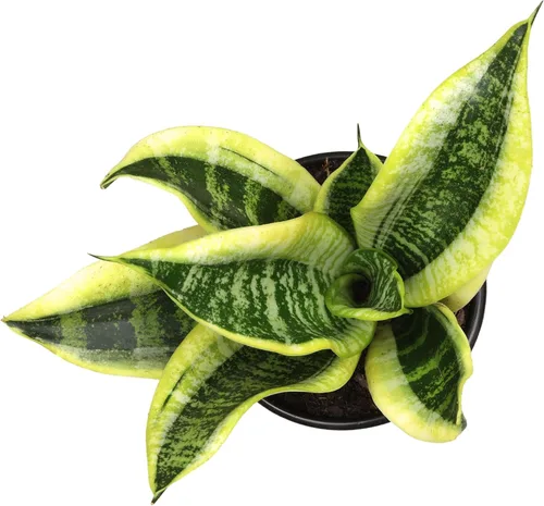 Miniatura 6 de Altman Plants - Planta de serpiente viva (Superba), aproximadamente 13" de alto, prácticamente indestructible, fácil planta suculenta para el hogar