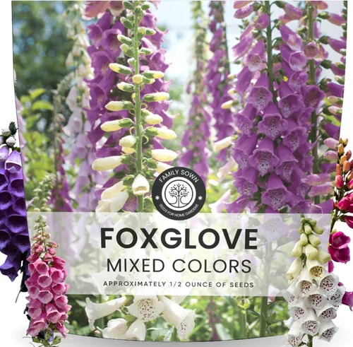 Foxglove - Colores mixtos - 2,000 semillas para plantar - Temporada 2026 - Bolsa de 1/2 onza