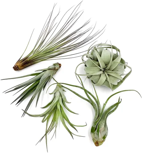Miniatura 8 de ragnaroc Air Plants - Caja de Regalo Elsker - Grande 4" - 5ct - Llegada Viva Garantizada - Plantas de interior para decoración del hogar y regalo
