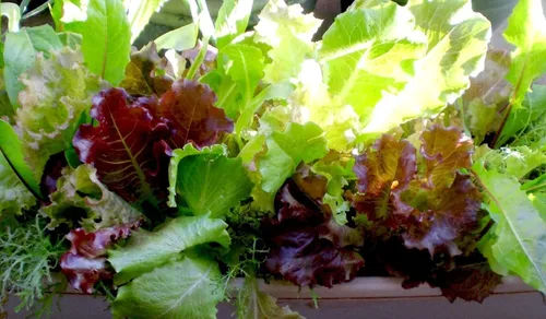 Miniatura 2 de Semillas Bebé Lechuga Vitamina Mezcla Balcón No GMO Heirloom