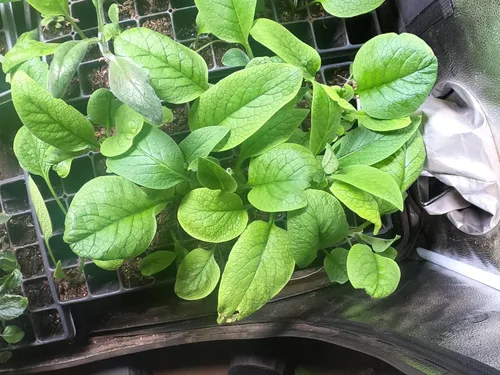 Miniatura 2 de Consuelda - Plantas vivas (Symphytum × uplandicum) - Bocking 14 - Listo para plantar orgánico