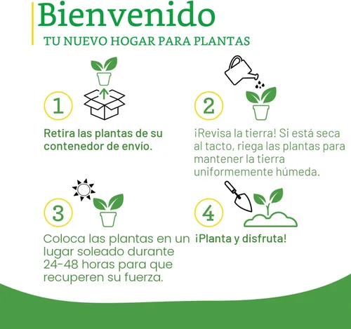Miniatura 9 de Bonnie Plants Fresa, planta viva, 19.3 oz (paquete de 4)