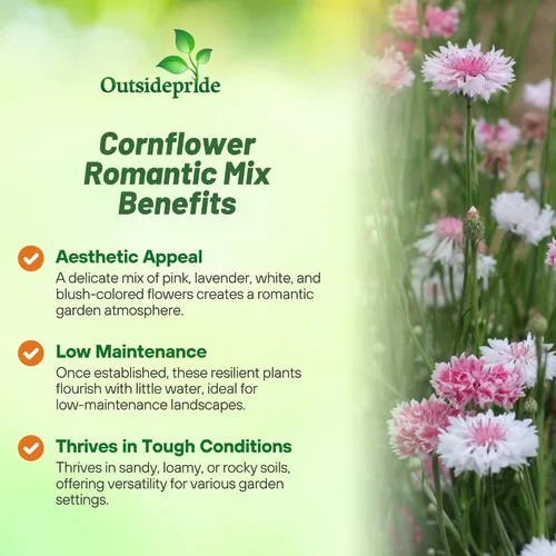 Miniatura 3 de Outsidepride Mezcla romántica de semillas de aciano para plantar, 250 unidades. Semillas anuales de flores de botón de licenciatura para jardines
