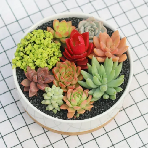 Echeveria Suculents - Plantas vivas para plantar, suculentas de Echeveria vivas, plantas de Echeveria vivas, suculentas de Echeveria viva, púrpura