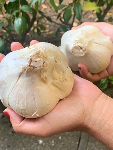 Miniatura 3 de Ajo de elefante. Cultivado en California. 2 bulbos enormes. Delicioso sabor más suave y suave. Ideal para cocinar, comer y plantar. Grandes