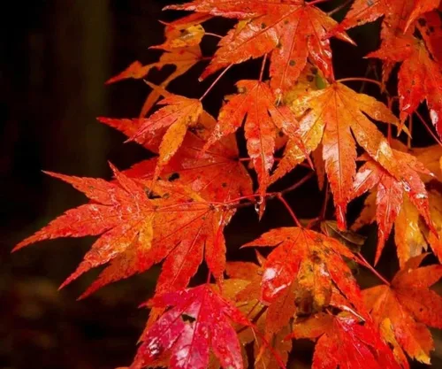Miniatura 3 de Árbol de arce Autumn Blaze, planta viva de 6 a 12 pulgadas de alto, maceta de 2.5 pulgadas, árbol de sombra de paisaje de crecimiento rápido - Acer