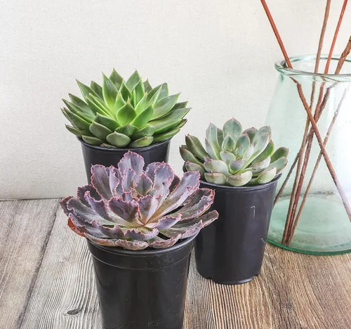 Miniatura 6 de Suculentas Echeveria de 1 cuarto de galón, 4 unidades, suculentas vivas recuerdos de fiesta en macetas suculentas, plantas suculentas vivas plantas