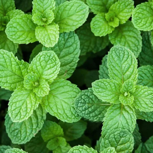 Miniatura 7 de 1000 semillas de menta - Hierba verde fresca para jardín de cocina y plantación de contenedores, variedad de crecimiento rápido