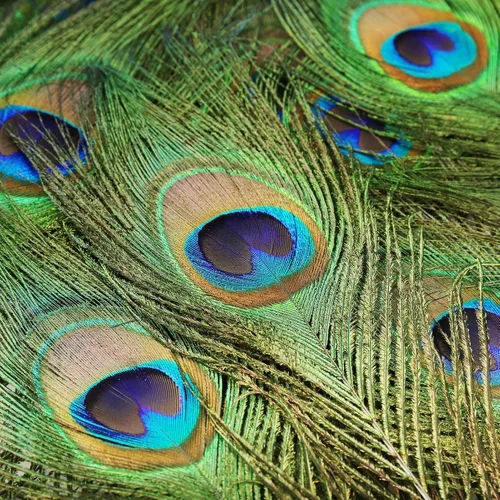 Miniatura 4 de iHUFeather 10 plumas naturales de ojo de pavo real de 10 a 12 pulgadas para arreglos florales, bodas, hogar y decoración de fiestas, natural