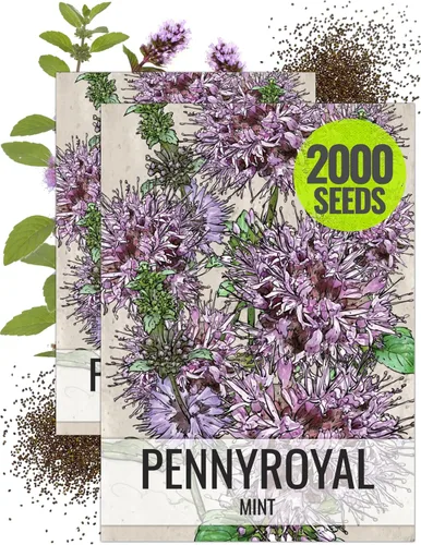 Seed Needs, Pennyroyal - Semillas de menta – 1000 semillas tradicionales para plantar mentha pulegium – Hierba medicinal sin OMG y sin tratar para