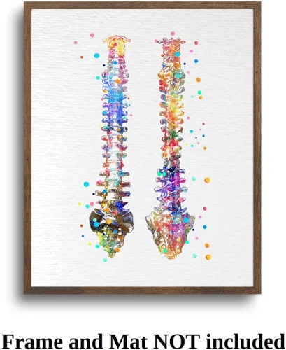 Miniatura 7 de Dignovel Studios 8X10 sin marco de la columna vertebral humana anatomía ósea médico médico acuarela arte impresión cartel inauguración casa giclée
