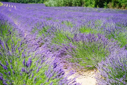 Miniatura 7 de Planta de lavanda inglesa Hierbas no transgénicas para plantar