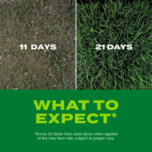 Miniatura 6 de Scotts Turf Builder Rapid Grass - Mezcla de festuca alta, combinación de semillas de césped y fertilizante, cultiva césped verde en solo semanas