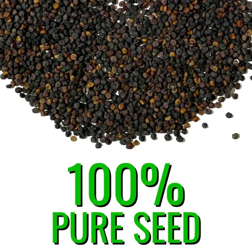 Miniatura 6 de Seed Needs White Baby's Breath Seeds para plantar, reliquia y flores anuales polinizadas abiertas, perfectas para un jardín de mariposas, ramos