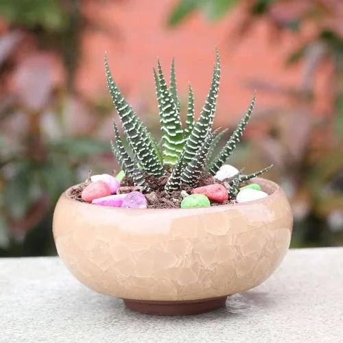 Miniatura 3 de Macetero para suculentas, 12 piezas de cerámica de 2.5 pulgadas, para plantas de cactus, maceta, maceta, contenedor/maceta