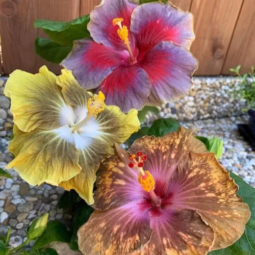 Miniatura 2 de Semillas de flores de hibisco para plantar, flores gigantes, plantas tropicales en maceta, semillas de reliquia sin OMG, plantas exóticas perennes