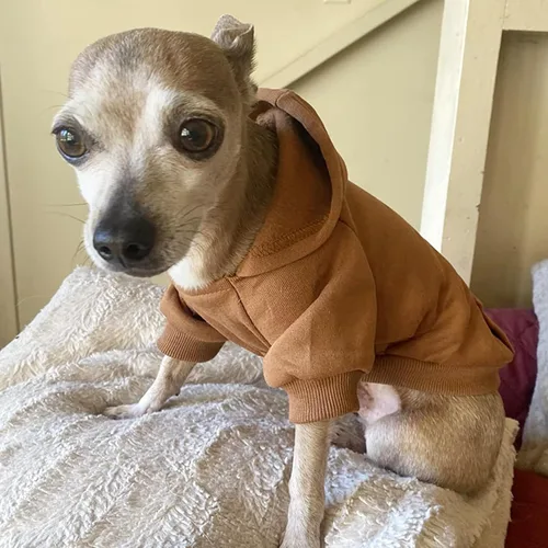 Miniatura 5 de Jecikelon - Sudadera con capucha y bolsillos, cálida para invierno, para perros pequeños, ropa de abrigo para chihuahuas, disfraz para cachorros