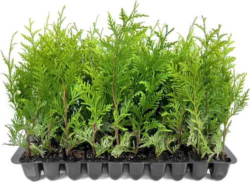 Thuja Green Giant | 3 plantas vivas | Thuja standishii x plicata | Árboles de hoja perenne de rápido crecimiento | Plantas de cobertura de