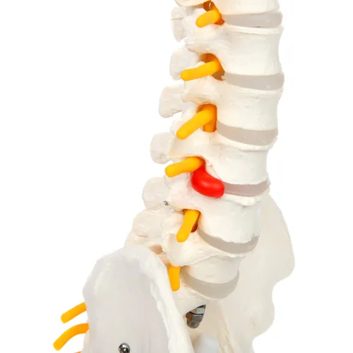 Miniatura 6 de Axis Scientific mini modelo de anatomía de columna vertebral, incluye nervios y viene con soporte resistente.