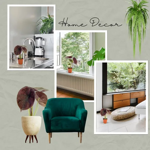 Miniatura 4 de Alocasia - Plantas vivas en maceta de 2 pulgadas, seguro para mascotas, fácil de cultivar, purificadoras de aire, plantas de interior, flores