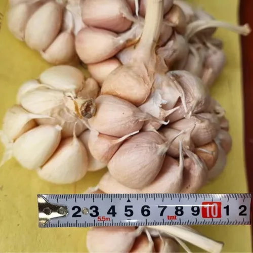 Miniatura 2 de 1 Libra de Ajo Duro de Cuello para Plantar en Otoño, Bulbo de Ajo Grande para Plantar, Fresco y Alta Rendimiento, Resistente al Frío, Plantación