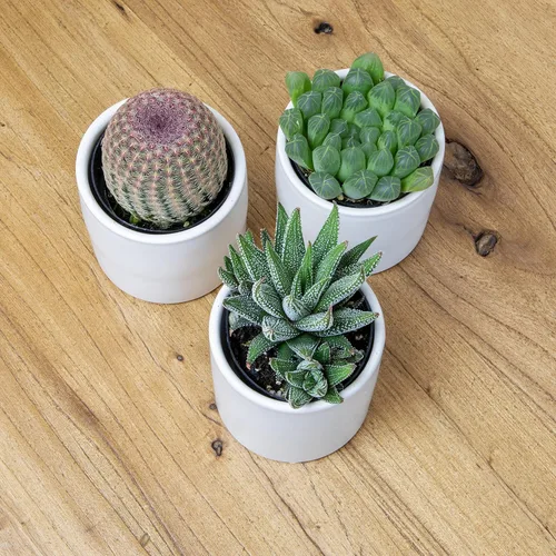 Miniatura 7 de Plants for Pets - Plantas vivas de poca luz en macetas de cerámica para suculentas (paquete de 3), planta suculenta Gasteria y plantas de cactus
