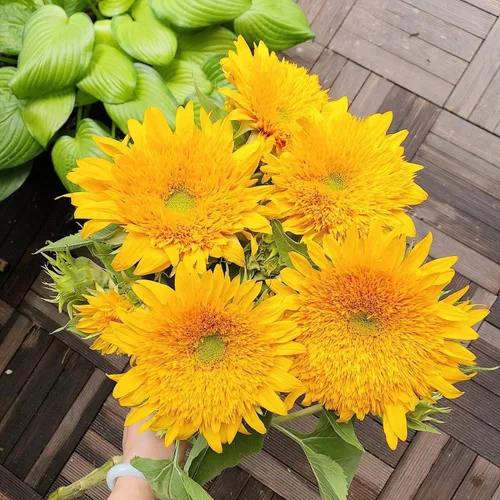 Miniatura 5 de Mezcla de semillas de girasol de reliquia de color rosa, morado, rojo, amarillo, mezcla de variedades enanas gigantes, 100