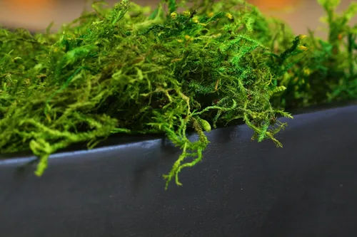 Miniatura 3 de SuperMoss (25322) Musgo forestal preservado, verde fresco, 8 onzas