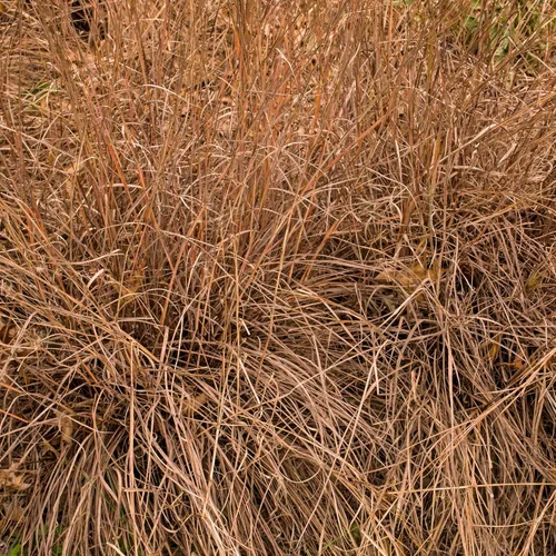 Miniatura 7 de Outsidepride Semilla de hierba perenne Little Bluestem – 1 libra Temporada cálida, resistente a la sequía, semillas de hierba de pradera nativa