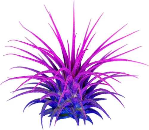 Miniatura 4 de Planta de aire Rainbow Tillandsia, planta de aire Tillandsia, planta de aire, purificación de aire, planta de casa, decoración y regalo
