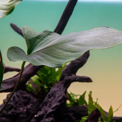 Miniatura 4 de SubstrateSource Plantas vivas – Anubias Hastifolia (Anubias hastifolia) – Luz baja a moderada, hojas en forma de flecha de color verde medio a