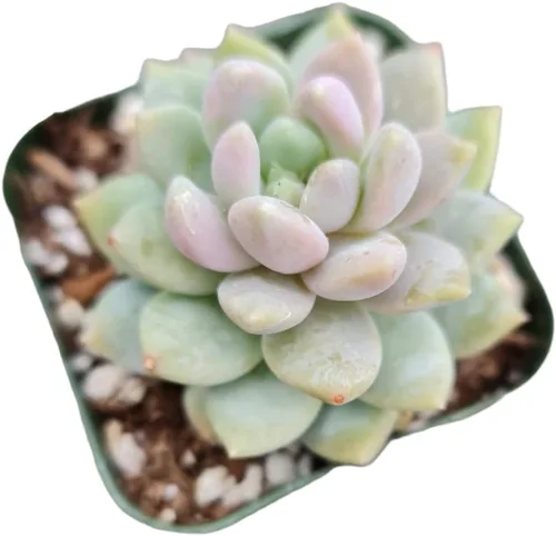 Miniatura 16 de Plantas suculentas vivas de USKC (Graptopetalum Superbum de 2 pulgadas)