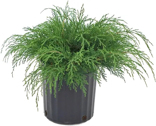 Microbiota decussata (ciprés ruso) Evergreen, #2 - Tamaño Contenedor