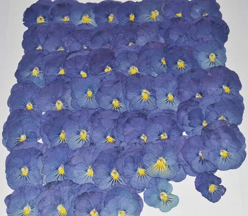 Miniatura 4 de 12 piezas de girasoles amarillos brillantes, flores secas prensadas reales y naturales para arte con resina y manualidades DIY