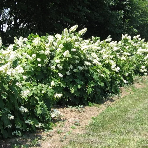 Miniatura 4 de CHUXAY GARDEN 50 semillas de hortensias quercifolia, hortensia de hoja de roble, hortensia de hoja de roble, llamativa planta de paisajismo que