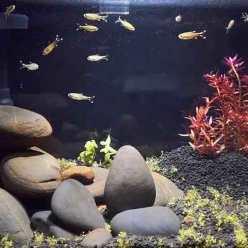 Miniatura 6 de FANTIAN Rocas grandes de río de 20 libras para paisajismo al aire libre, guijarros decorativos de 3 a 4 pulgadas para paisajismo, jardín, patio