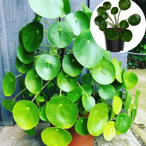 Planta de dinero, 02 plantas Pilea Peperomioides vivas para jardín, planta de casa, planta viva de dinero de 5 a 8 pulgadas de alto