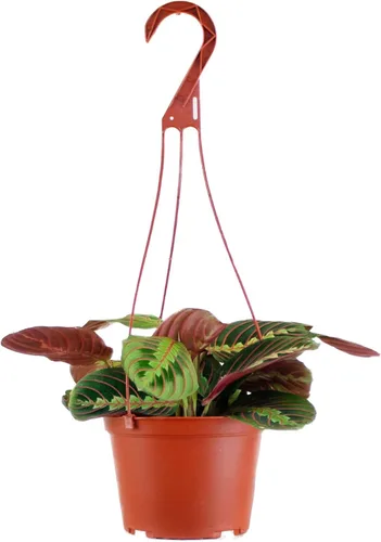 Miniatura 16 de Shop Succulents - Planta colgante Monstera Adansonii, planta de interior viva, planta colgante de queso suizo de fácil cuidado para el hogar