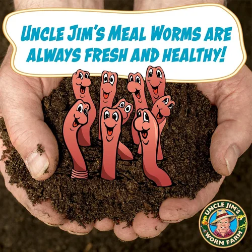 Miniatura 4 de Uncle Jim's Worm Farm 2000 gusanos de harina para reptiles y pollos Gusanos de harina para alimentar lagartos, gecko, dragones barbudos, pollos