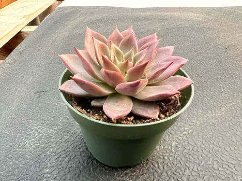 Miniatura 2 de Sprout N Green Echeveria Meiya, planta suculenta viva rara totalmente enraizada en maceta de 4 pulgadas con tierra, decoración de boda en interiores