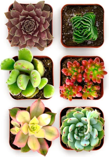 Miniatura 5 de Shop Succulents Paquete de Plantas Suculentas Coloridas Maceta de Cultivo de 2" Paquete de 20