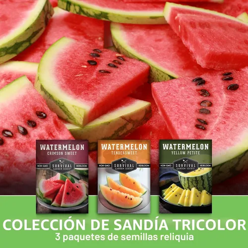 Miniatura 3 de Semillas de sandía tricolor para plantar – Mezcla autóctona de Crimson Sweet, Yellow Petite y Tendersweet Orange – Paquete de 3 variedades