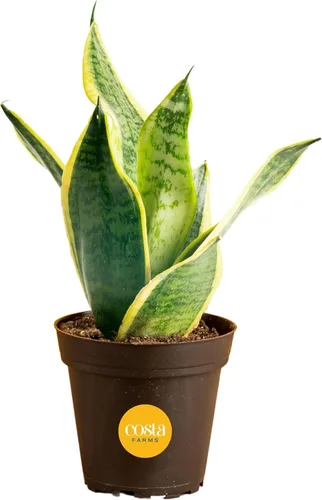Miniatura 17 de Costa Farms - Planta de serpiente, Sansevieria, planta viva en maceta decorativa, fácil de mantener, suculenta purificadora de aire para interiores