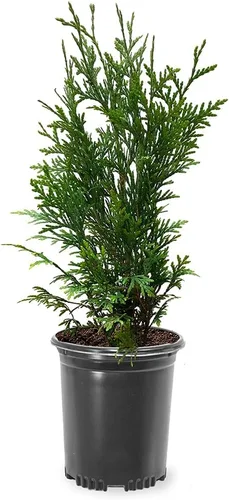 Thuja Green Giant, árbol de sombra de crecimiento rápido, 12-18 pulgadas altura del árbol, 1 galón. Maceta de vivero (debido a las leyes agrícolas,
