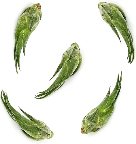 Miniatura 20 de ragnaroc Planta de Aire Viva – Tillandsia Capiput, Jumbo 6-9” - 2 unidades - Llegada Viva Garantizada - Plantas de Casa para Decoración del Hogar