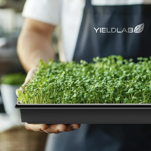 Miniatura 7 de Bandeja de propagación de plantas de plástico negro de 10 x 20 pulgadas (paquete de 10) - Bandejas de cultivo para jardín, plantación, plántulas
