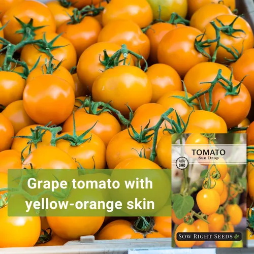 Miniatura 3 de Sow Right Seeds - Semillas de tomate Sun Drop para plantar - Variedad indeterminada sin OMG - Ideal para jardines al aire libre - Fácil de cultivar